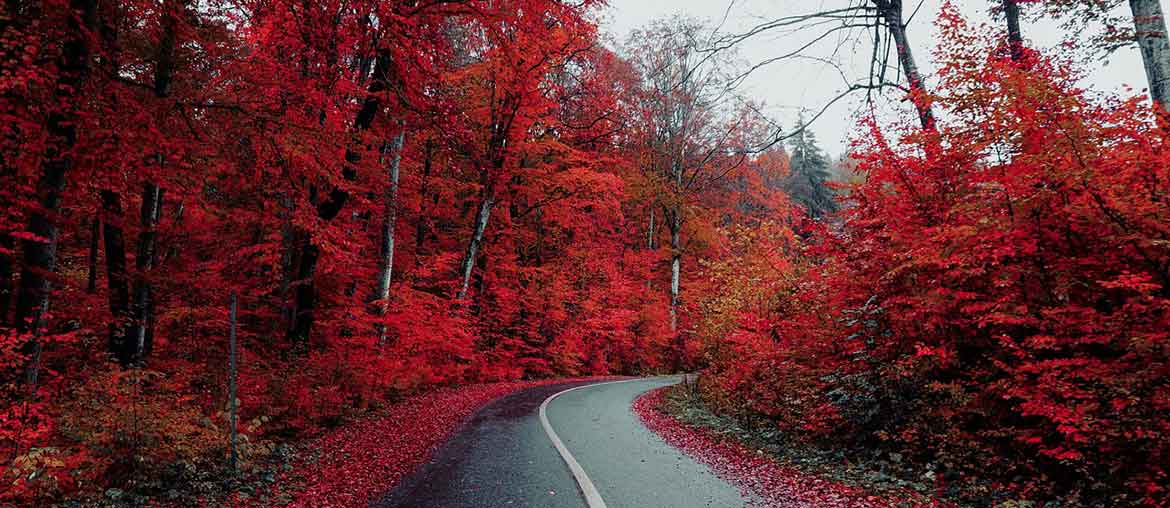 Autumn Leaves